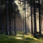 Skogshantering i Fokus: Hur Pappersindustrin Strävar Efter Hållbarhet